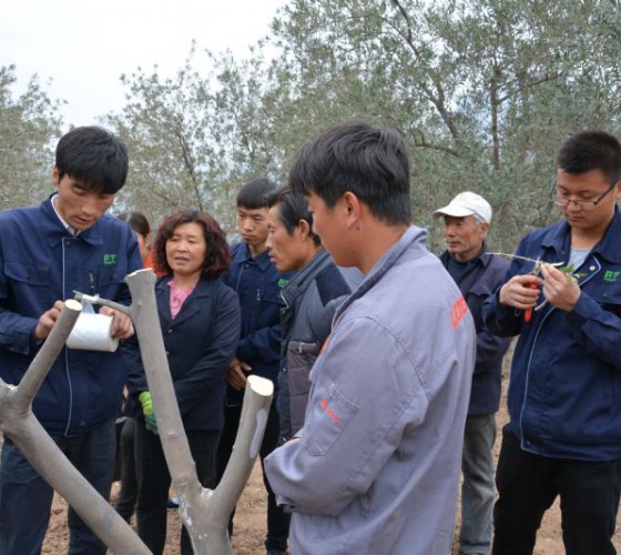 公司從產(chǎn)業(yè)鏈起始端著手，引進(jìn)良種優(yōu)苗，繁育基地苗圃，優(yōu)化樹(shù)種，以?xún)?yōu)質(zhì)的橄欖樹(shù)苗為生產(chǎn)特級(jí)初榨橄欖油提供基礎(chǔ)保障。在以自建萬(wàn)畝國(guó)家標(biāo)準(zhǔn)化油橄欖..