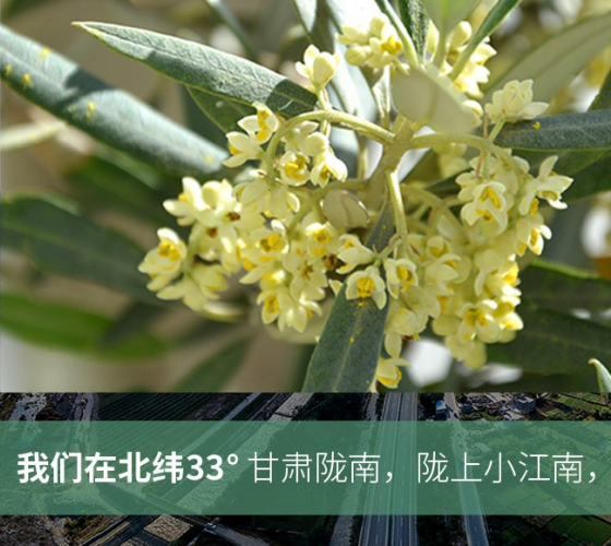 武都的氣候、土壤等與地中海沿岸極其相似，同處于世界頂級(jí)油橄欖黃金生產(chǎn)帶（32°58--33°36）年平均氣溫為14.7°，年日照時(shí)數(shù)1911..